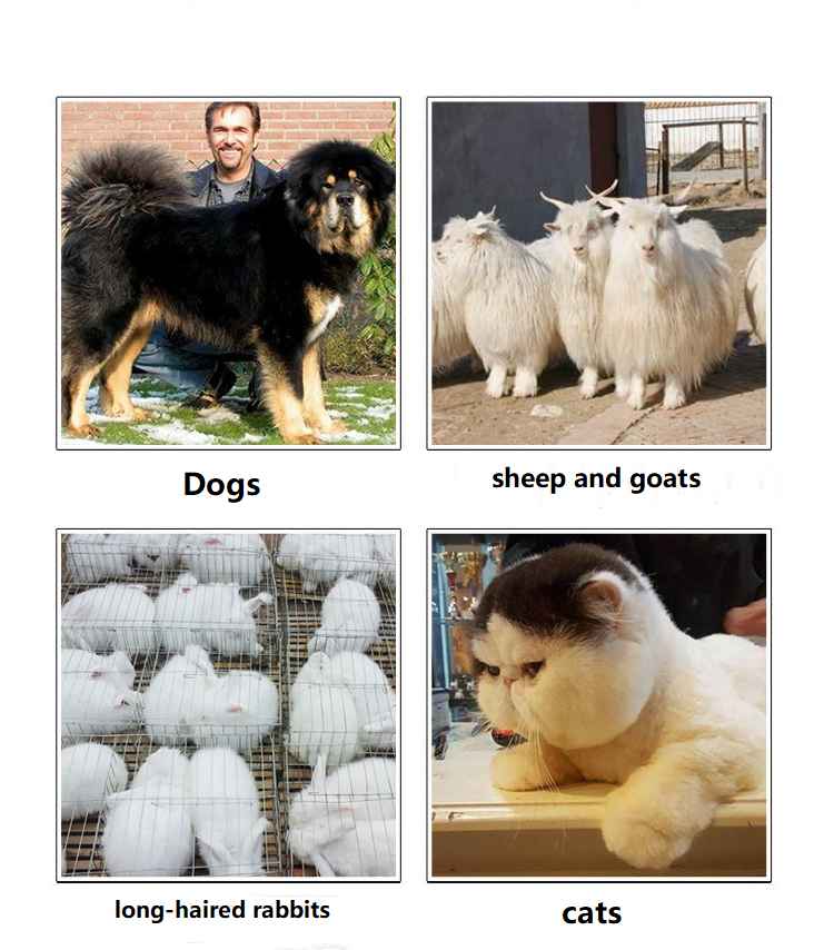 T82 káblový strojček na strihanie zvierat T82 káblový strojček na strihanie zvierat