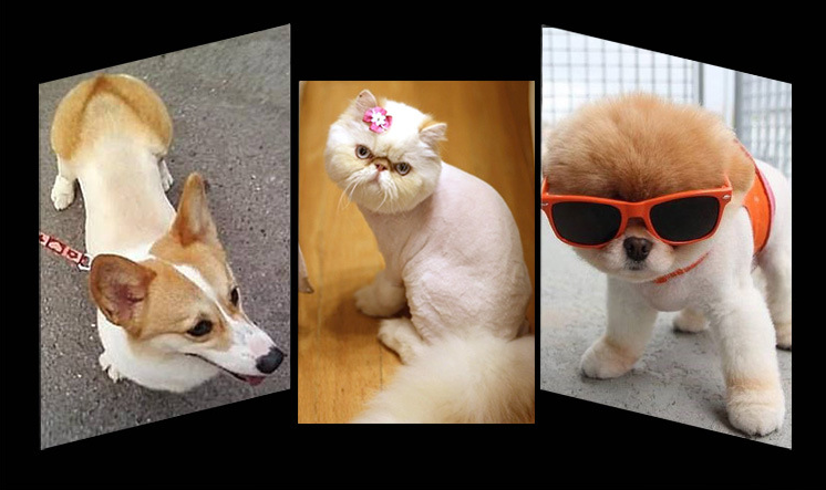 A88 Akumulátorový strihací strojček na domáce zvieratá